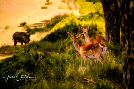 Boar Red Deer (212742501)