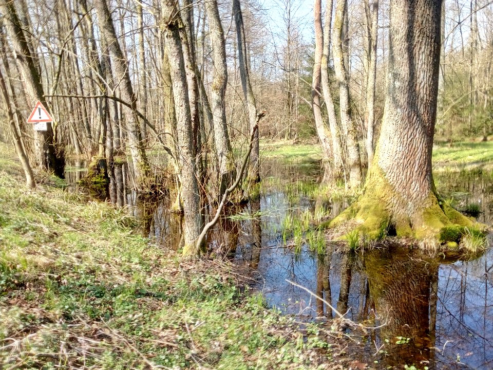 Bocksbach, Erlenbruchwald nördlich Ittersbach