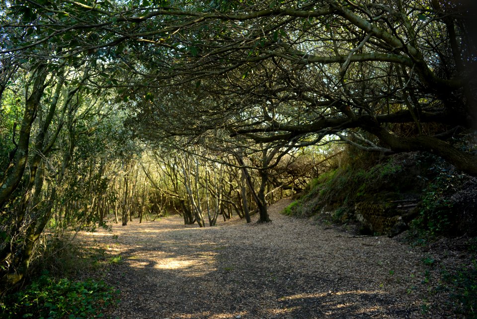 Bosco di Cuma - radura