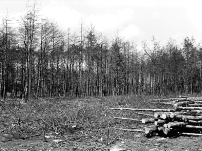 Bosbranden, kapvlaktes, de dellen, Bestanddeelnr 192-0333