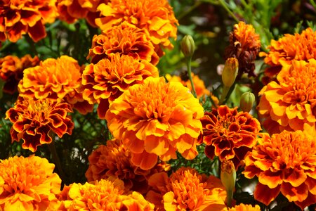 Summer nature flowering