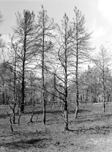 Bosbranden , de dellen, vliegdennen, Bestanddeelnr 192-0334