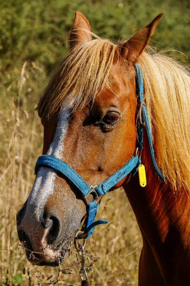 Crin stable horseback riding