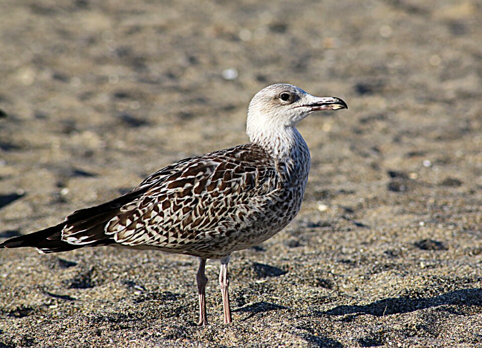 Sea feathers sea ​​bird