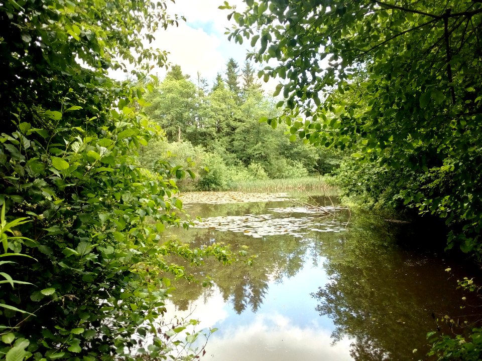 Bocksbach, Herrmannsee