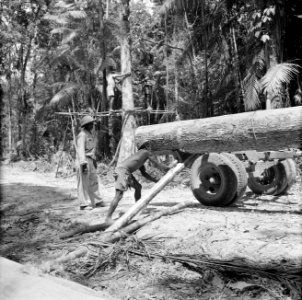 Boslandcreolen bezig met het op een trekker laden van een boom, Bestanddeelnr 252-4824