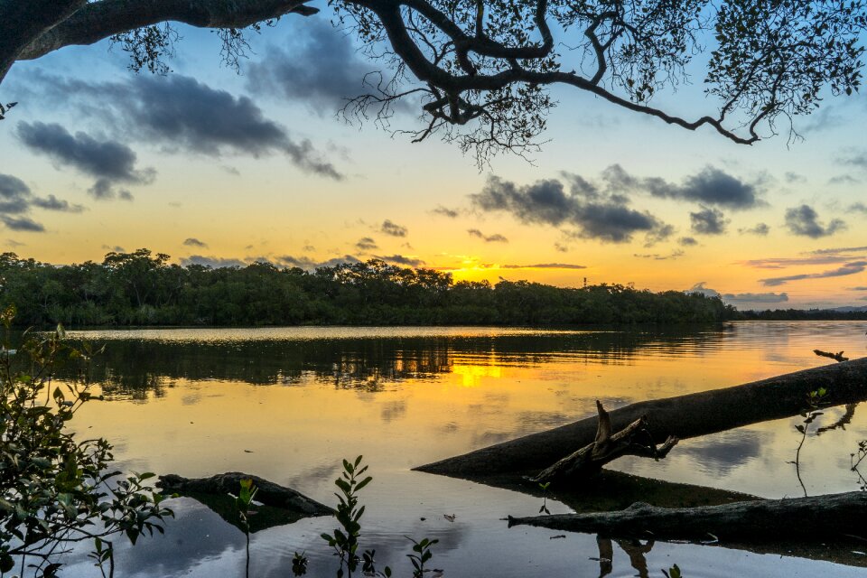 Trees reflection nature photo