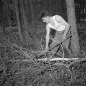 Bosbewerking, arbeiders, gereedschappen, bomen vellen, Bestanddeelnr 251-9429