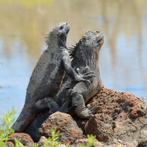 Iguana reptile wildlife
