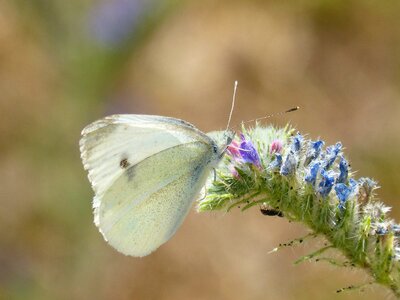 Pieris rapae the cabbage butterfly wild flower