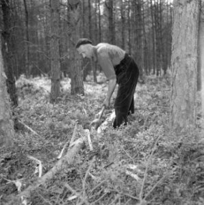 Bosbewerking, arbeiders, gereedschappen, bomen vellen, Bestanddeelnr 251-9456