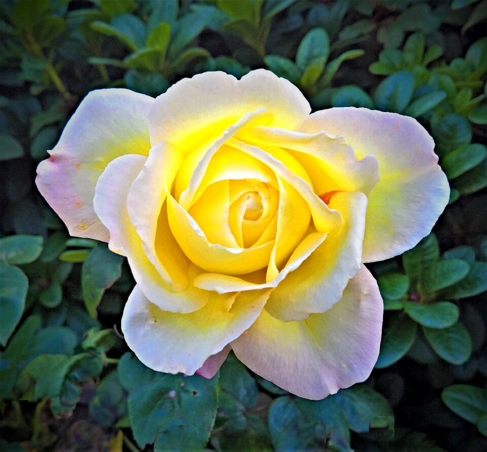 Yellow petals the edge of delicate pink large blooms