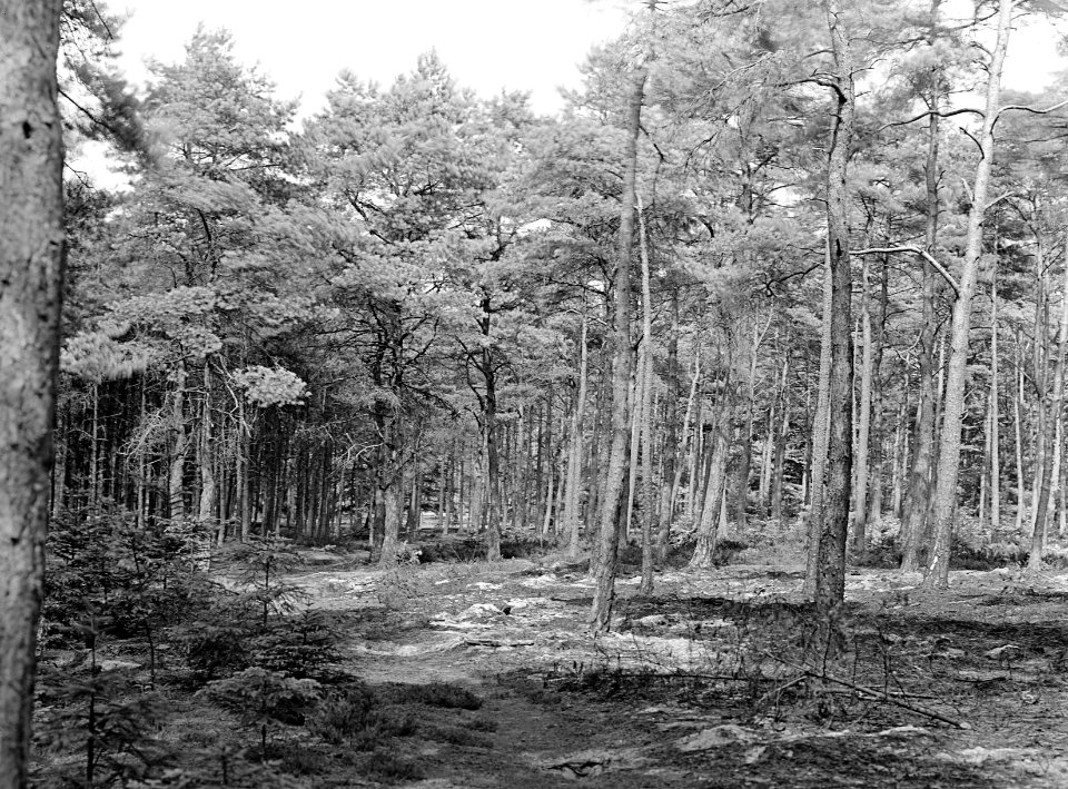 Bosbranden , den, Bestanddeelnr 192-0341