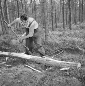 Bosbewerking, arbeiders, gereedschappen, bomen vellen, Bestanddeelnr 251-9446