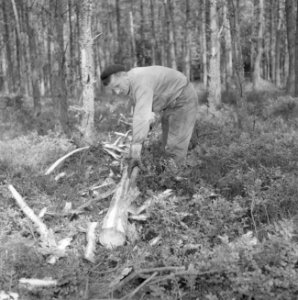 Bosbewerking, arbeiders, gereedschappen, bomen vellen, Bestanddeelnr 251-9437