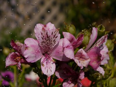 Delicate nature pink photo