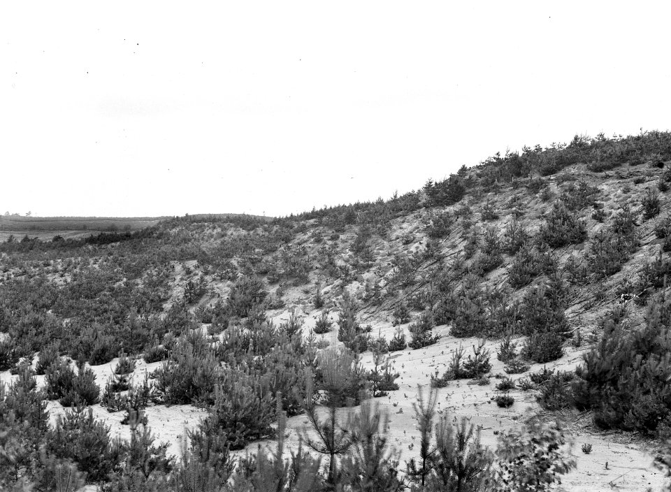Bosbouw, zandverstuiving, veluwe, Bestanddeelnr 192-0286