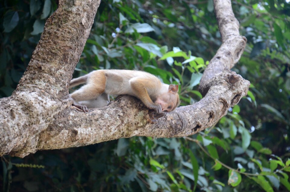Monkey mammal animal