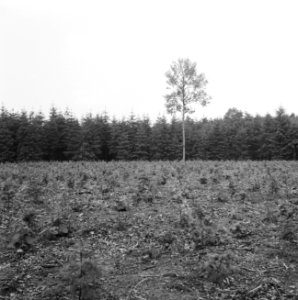 Bosaanleg en kwekerij, jonge aanplant, douglas, Bestanddeelnr 165-0389