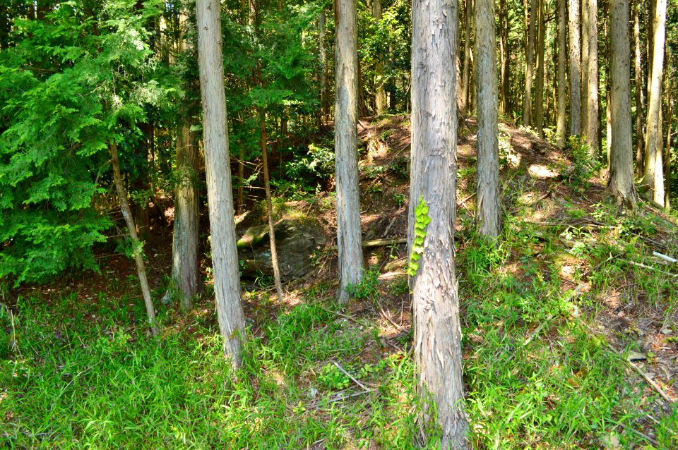 Boden Kofun Group-1