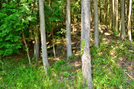 Boden Kofun Group-1