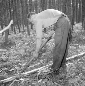 Bosbewerking, arbeiders, gereedschappen, bomen omzagen, Bestanddeelnr 251-9445