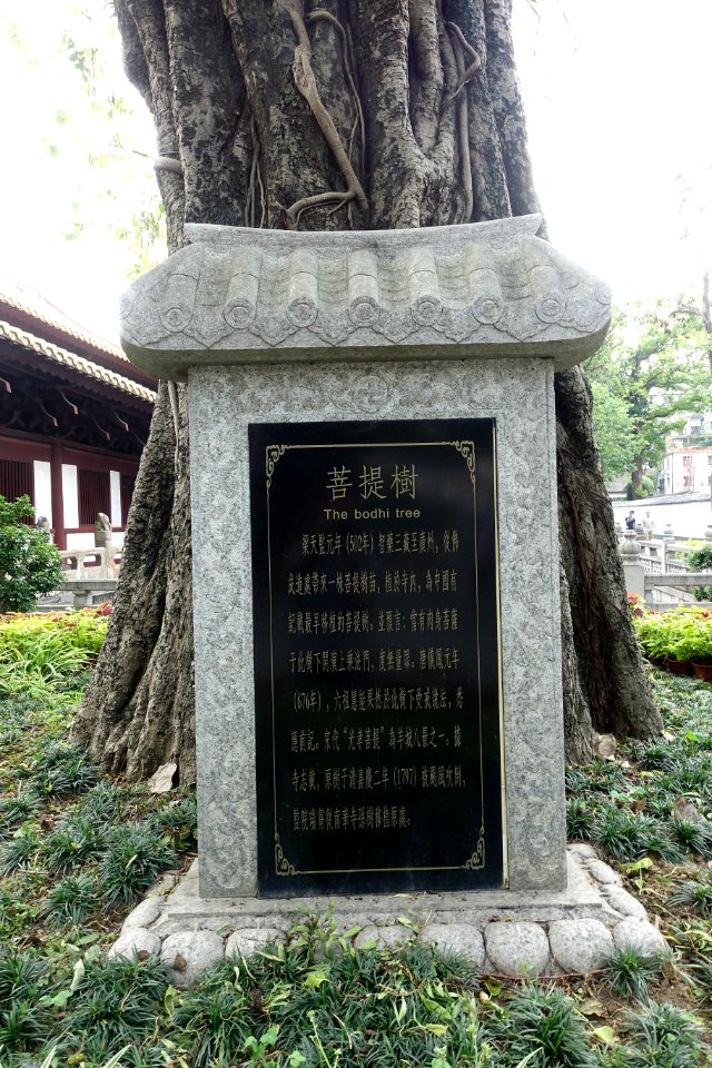 Bodhi tree, Guangxiao Temple, picture1