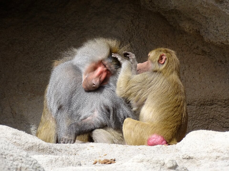 Mammal animals zoo