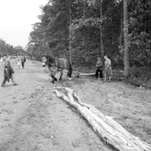 Bosbewerking, arbeiders, dieren, boomstammen, vervoeren, Bestanddeelnr 251-9535