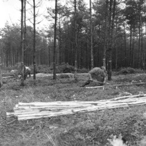 Bosbewerking, arbeiders, boomstammen, werkzaamheden, Bestanddeelnr 251-9622