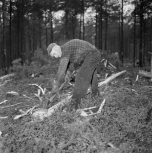Bosbewerking, arbeiders, boomstammen, gereedschappen, Bestanddeelnr 251-9117