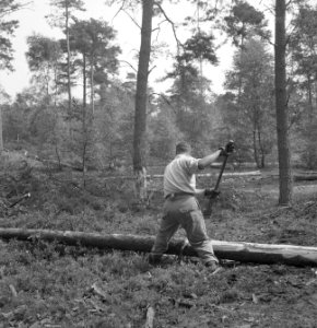 Bosbewerking, arbeiders, boomstammen, werkzaamheden, Bestanddeelnr 251-7856