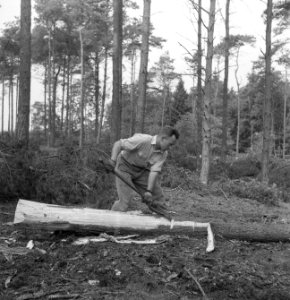 Bosbewerking, arbeiders, boomstammen, werkzaamheden, Bestanddeelnr 251-7853