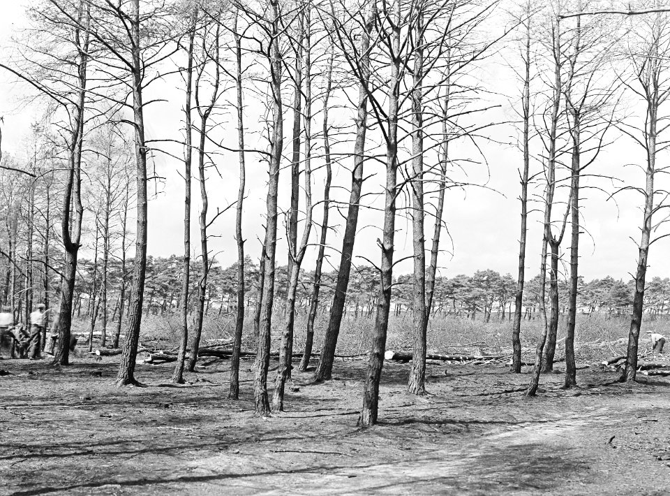 Bosbranden, kapvlaktes, de dellen, Bestanddeelnr 192-0338