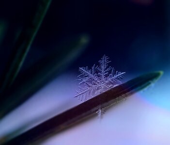 Winter frozen winter magic photo