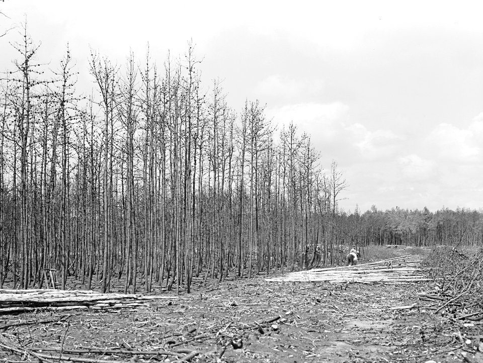 Bosbranden, kapvlaktes, de dellen, pinetum, Bestanddeelnr 192-0336