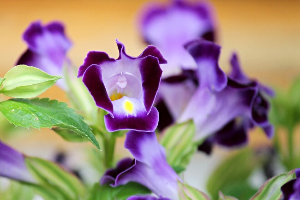 Ornamental plant violet garden