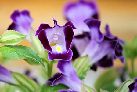 Ornamental plant violet garden