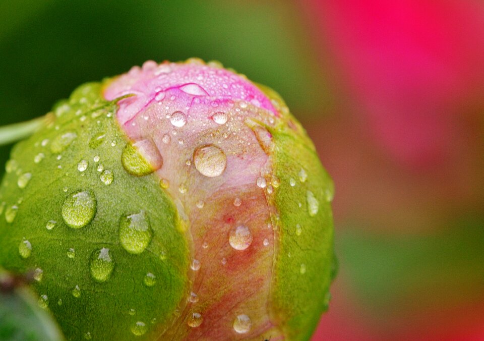 Raindrop nature macro