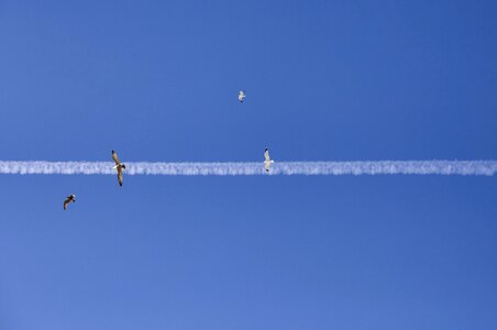 Flying blue fly