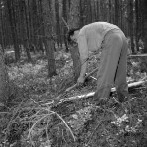 Bosbewerking, arbeiders, gereedschappen, bomen vellen, Bestanddeelnr 251-9468