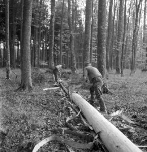 Bosbewerking, arbeiders, boomstammen, gereedschappen, Bestanddeelnr 251-7932