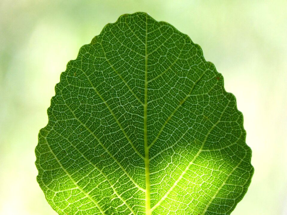 Backlight translucent green