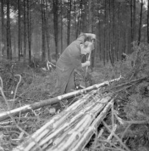 Bosbewerking, arbeiders, boomstammen, gereedschappen, Bestanddeelnr 251-9140