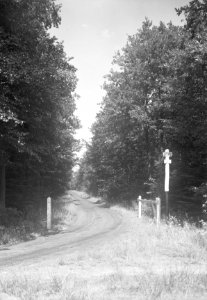 Boschlaan op het landgoed De Snippert te Losser, Bestanddeelnr 192-1014