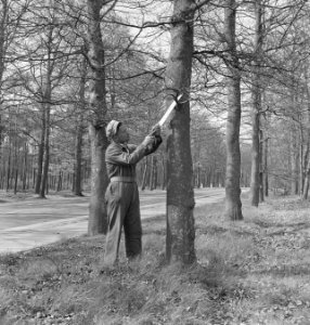Bosbewerking, arbeiders, gereedschappen, Bestanddeelnr 251-7374
