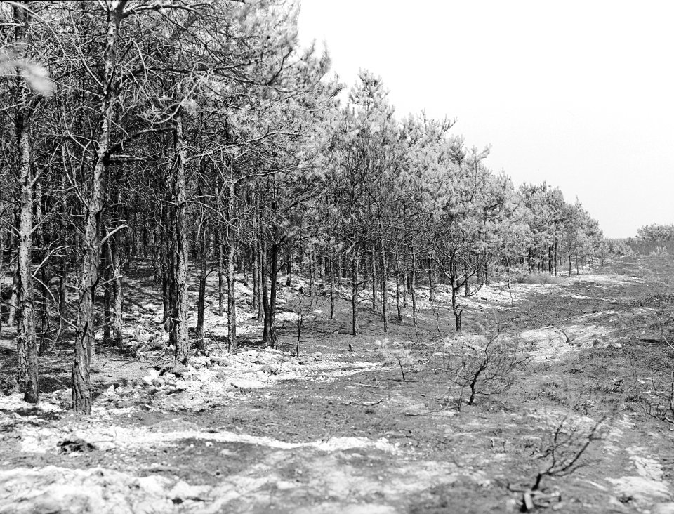 Bosbranden, blusstroken, dennenbos, Bestanddeelnr 192-0330