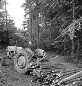 Bosbewerking, machines, werktuigen, werkzaamheden, arbeiders, boomstammen, vervo, Bestanddeelnr 253-4479