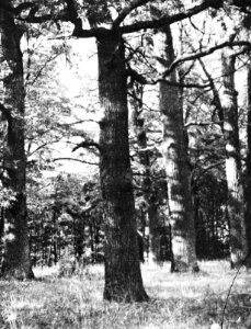 Bosbouw, buitenland, bosgezichten, eik, Bestanddeelnr 194-1169