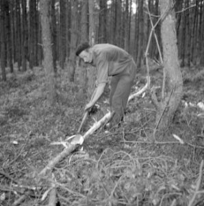 Bosbewerking, arbeiders, gereedschappen, bomen vellen, Bestanddeelnr 251-9449